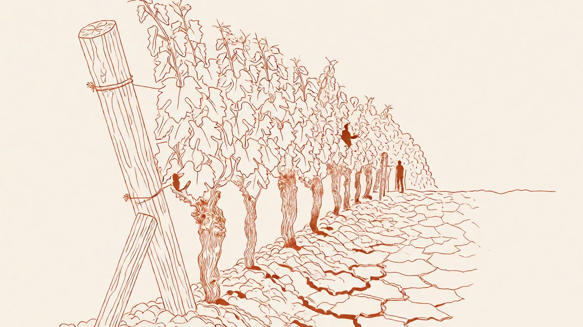 A drought‑stressed row of grapevines in a French wine vineyard (Bordeaux region) showing cracked soil and wilted leaves