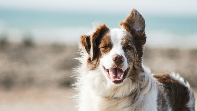 The UK's competition watchdog is currently directing a probe into the sector. Photo by&nbsp;Pauline Loroy&nbsp;on&nbsp;Unsplash