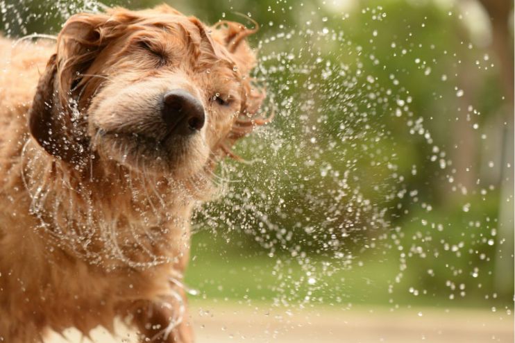 Golden Retriever sitting on a grassy park field with a bright blue sky backdrop, embodying joy and companionship.