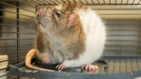 Domestic rat with brown and white fur, looking up inside a wire cage, its pink nose and whiskers visible