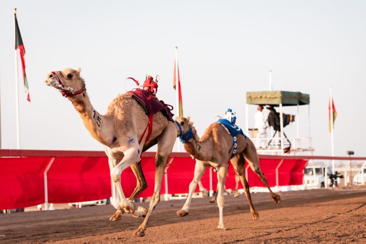 Two racing camels with robotic jockeys and numbers on their sides run on a dirt track.